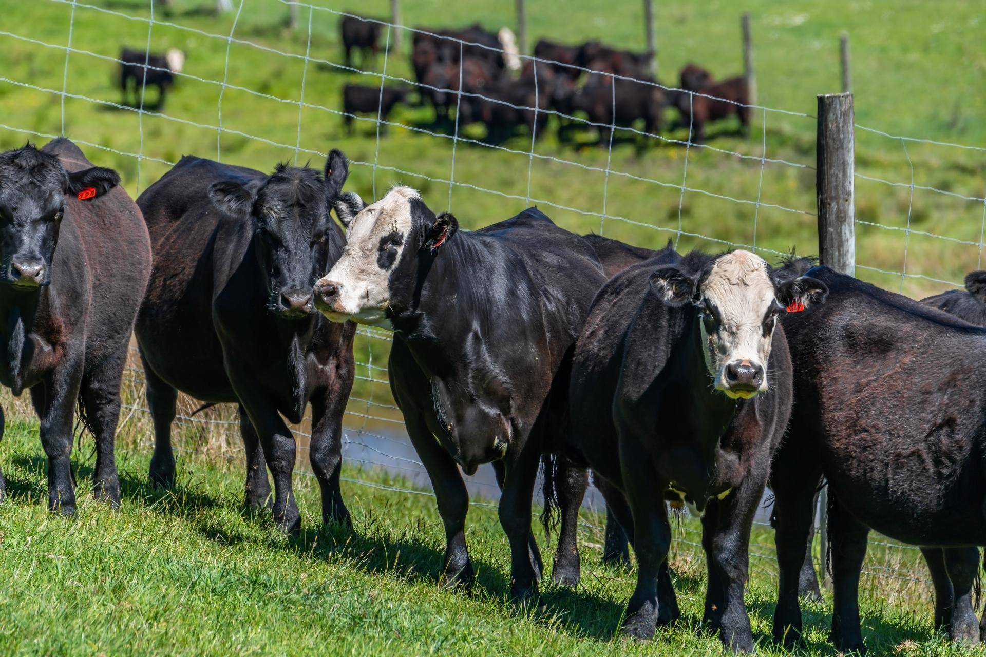 Farms for Sale Kaikoiura