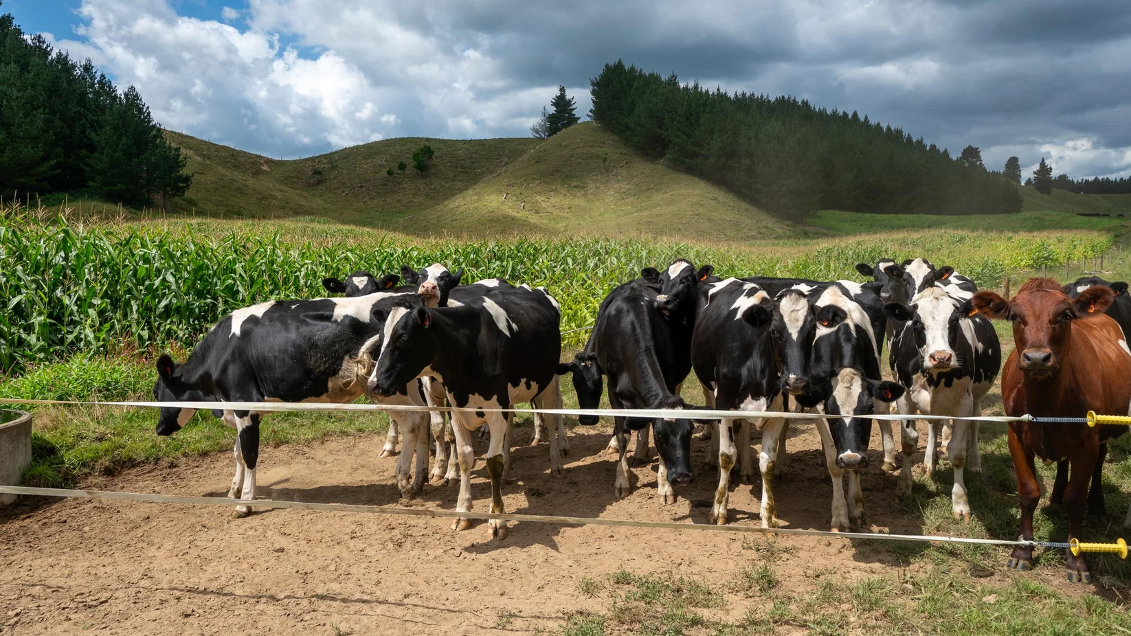 Farms for Sale Bay of Plenty