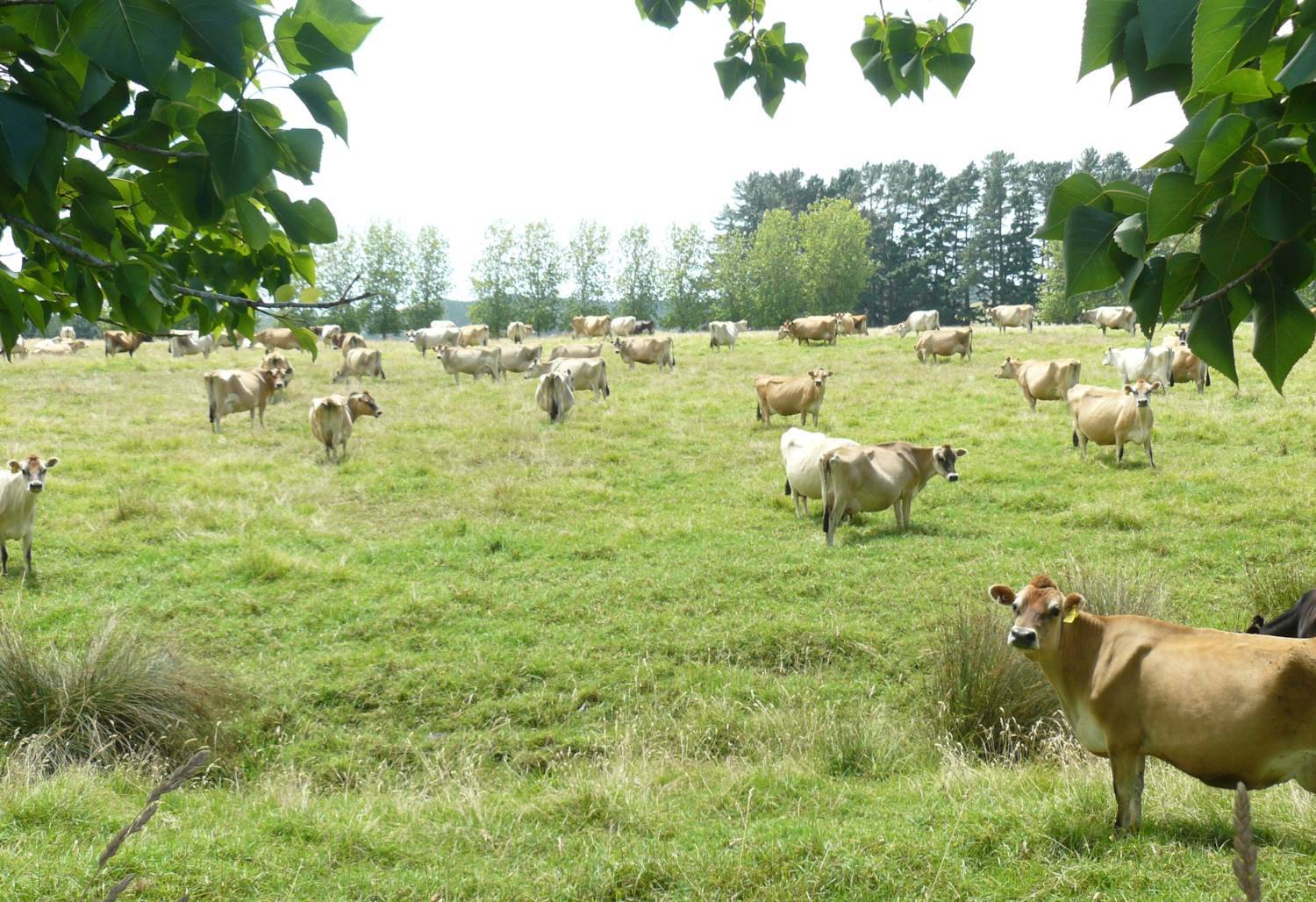 Dairy Farm for Sale