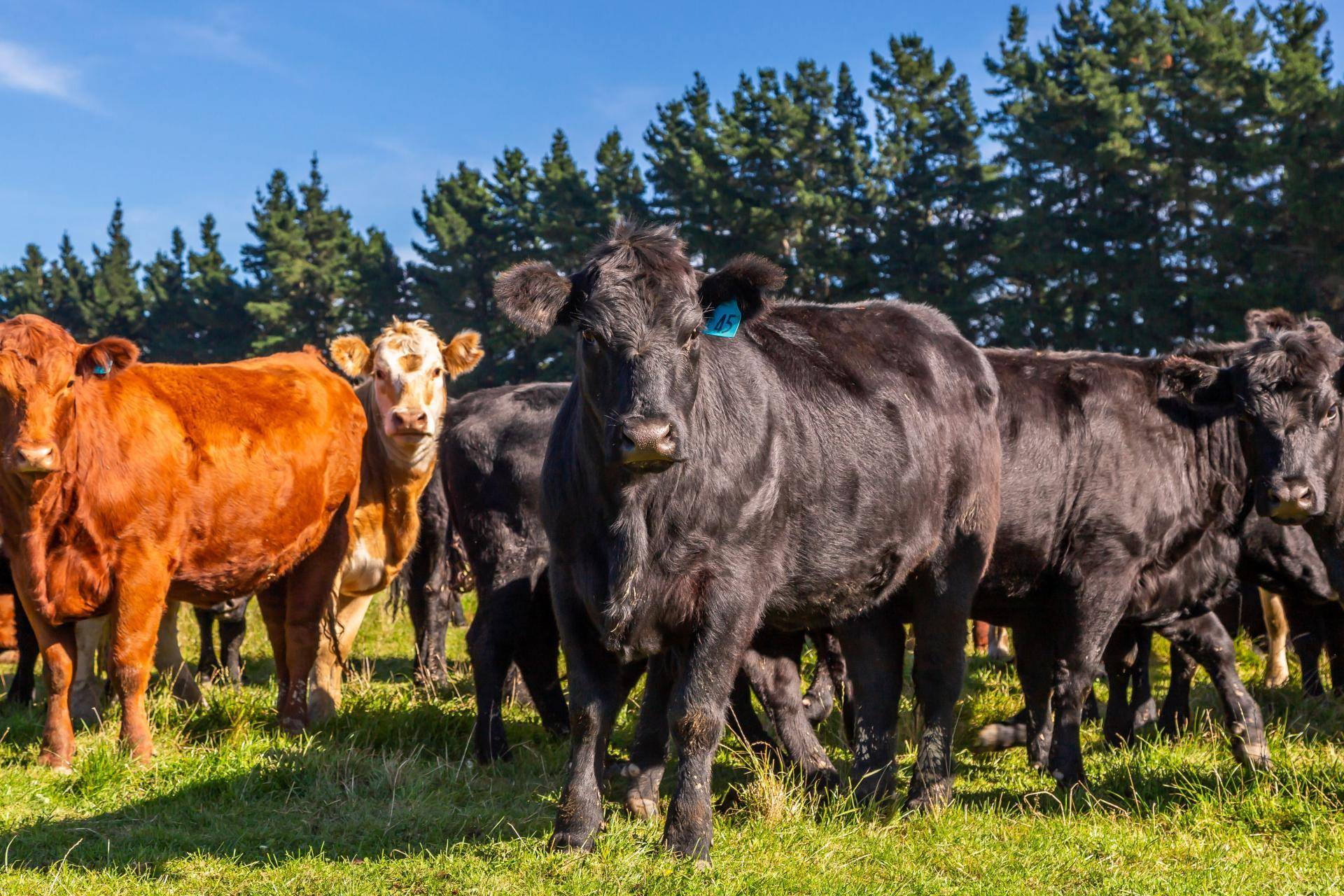 Farms for Sale Canterbury