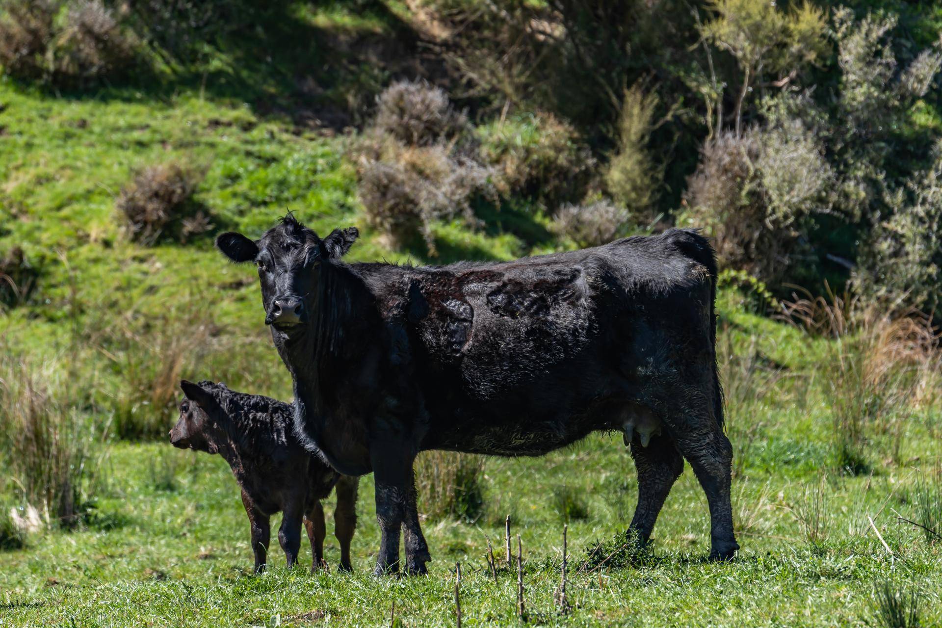 Dairy Farms for Sale Southland