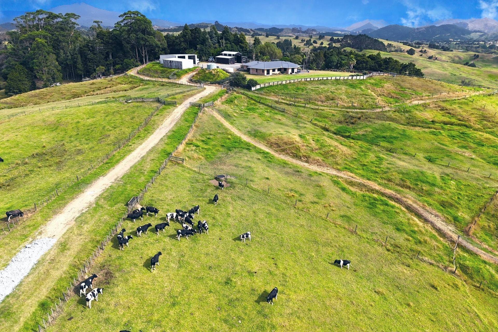 Farms for Sale in Northland