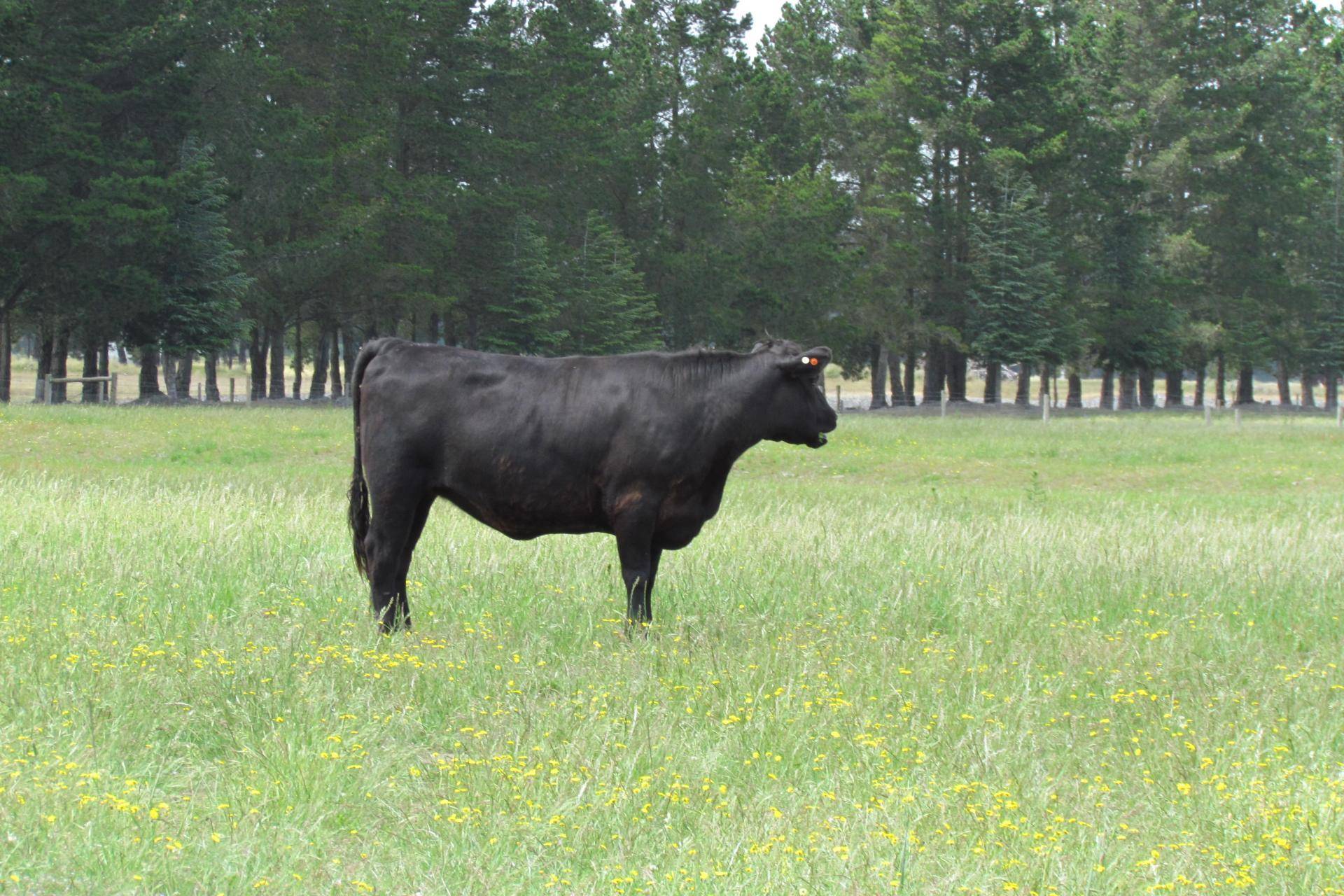 farm for sale