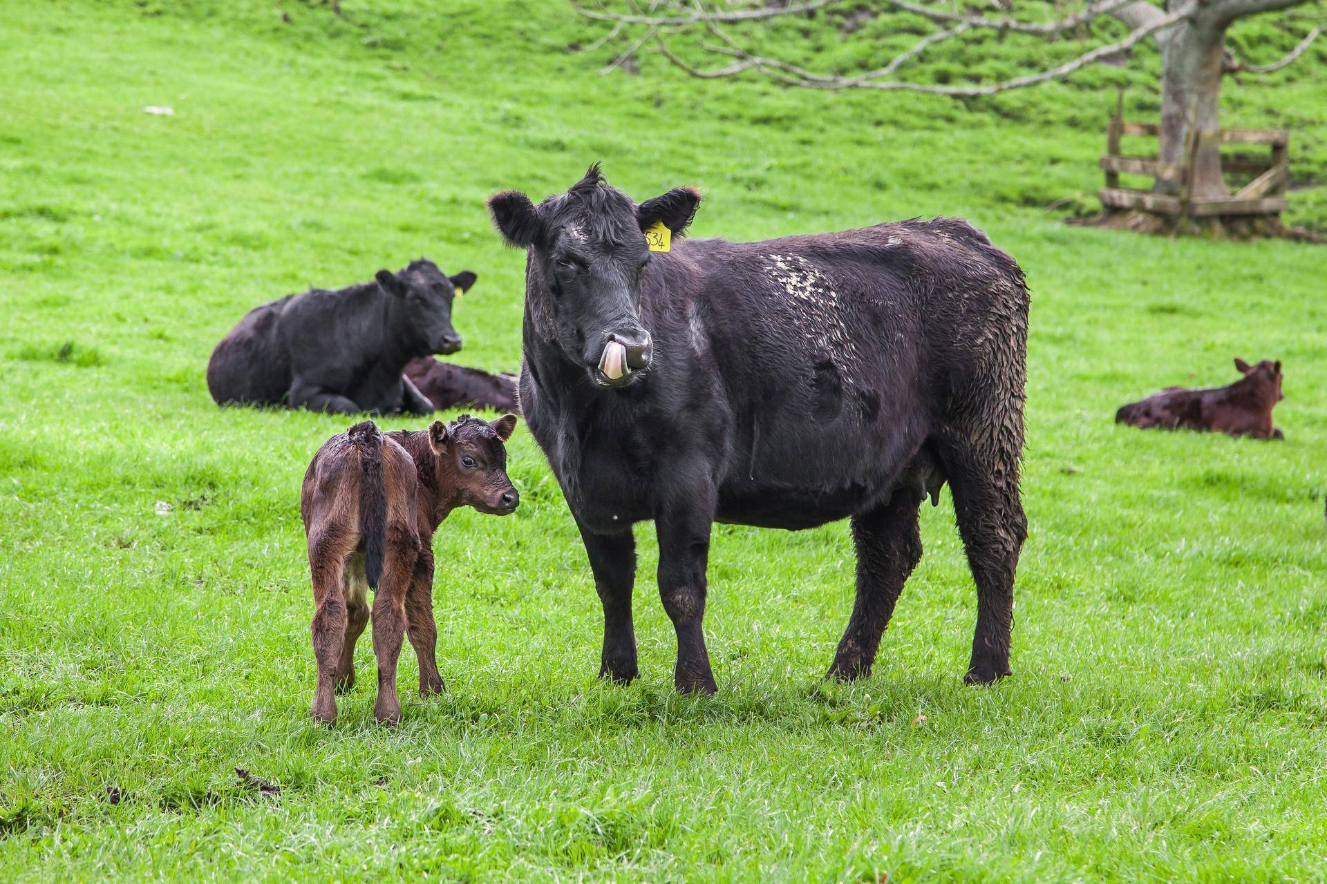Farms for Sale Taranaki