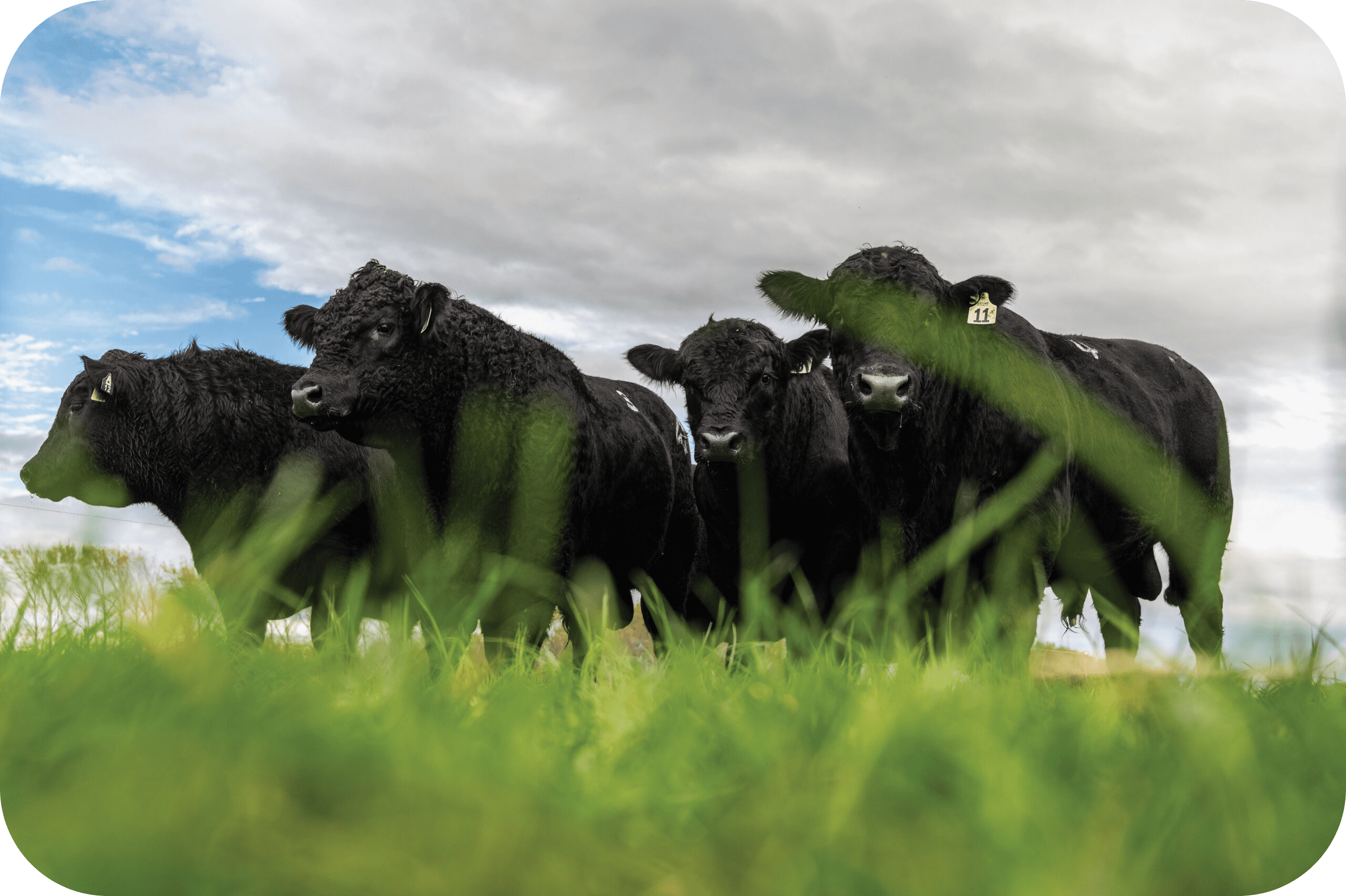 The Benefits of Angus Beef