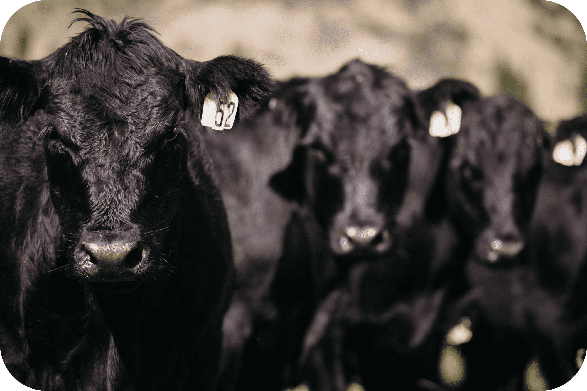 Raising angus cattle